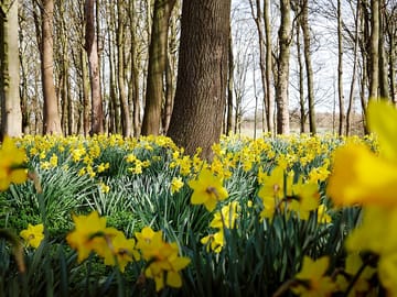 Daffodils at the bluebell woods