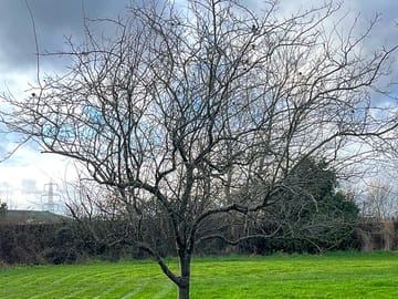 Orchard