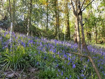 Bluebells in the woods