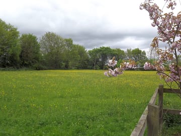 The meadow at "goldings"