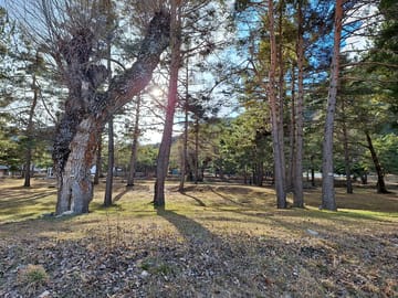 Pitches shaded by trees