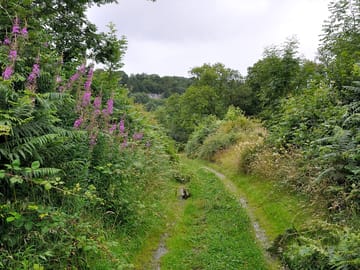 Track leading to the tents