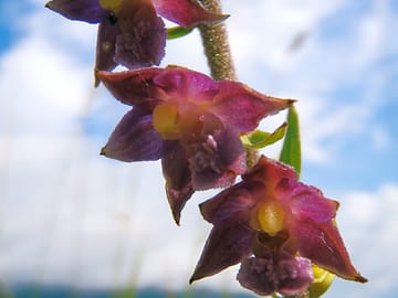 A wide variety of wild orchids