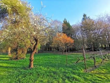 Vineyard on site