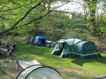 Pitches in the woods
