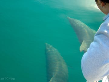 Resident dolphins