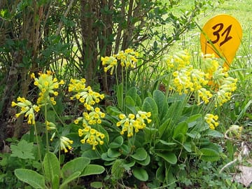 Flowers in bloom on the campsite