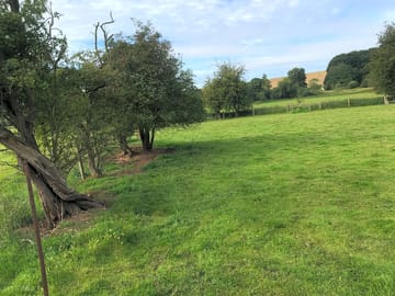 Trees around the pitches