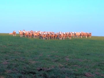 Our sheep out in the field