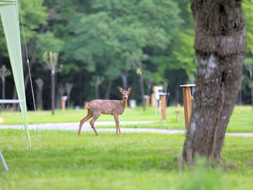 Wild life spotted by the pitches !