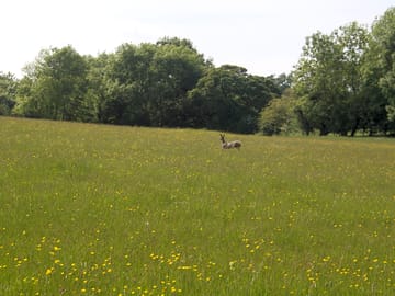 A visitor in the camping field