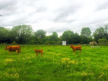 Cows near the site
