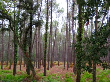 Woods around the campsite