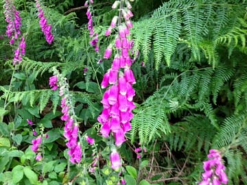 Beautiful flowers