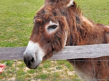 Donkey
