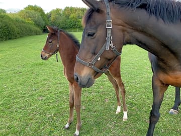 How cute are the foals?