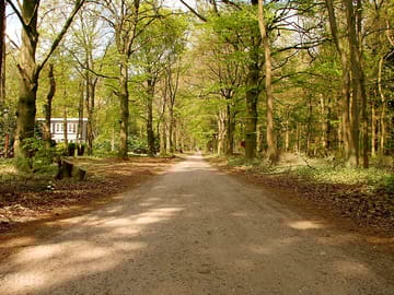 Woodland paths to cycle along