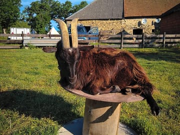 One of the site goats takes a break