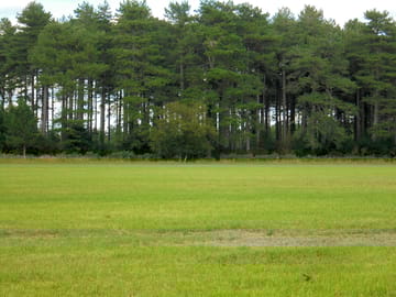 Forest view