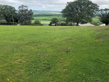 Donkey paddock