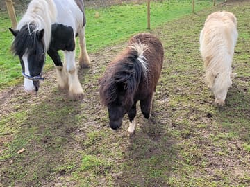 Meet the ponies