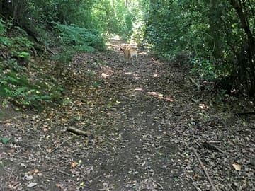 Walk through the wood