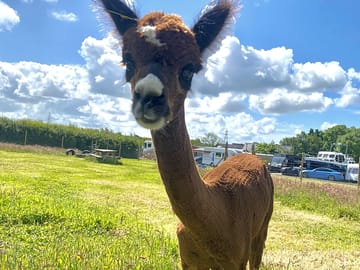 Gatsby the alpaca