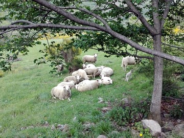 Sheep near the site