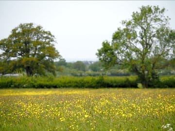 Wildflowers in the field