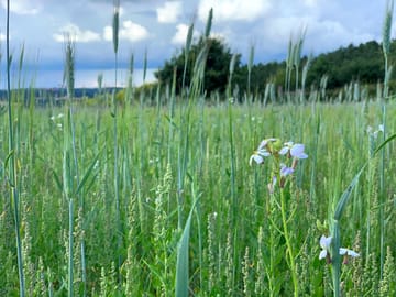 Another view of our wild flower seed strip