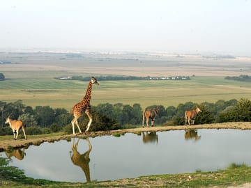 Watering hole