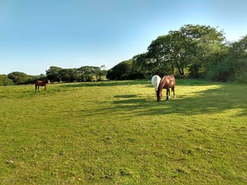 The horses in their field