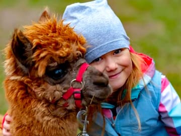Meeting the alpacas