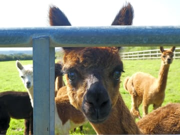 Alpaca herd
