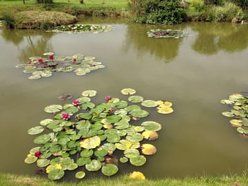 The pond