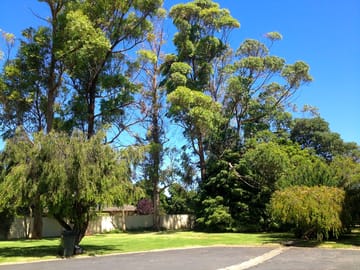Trees around the site