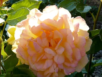 Flowers on site