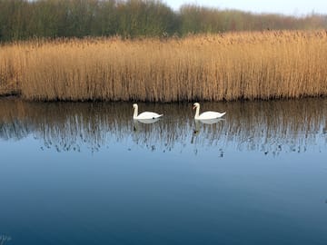 Swans passing by