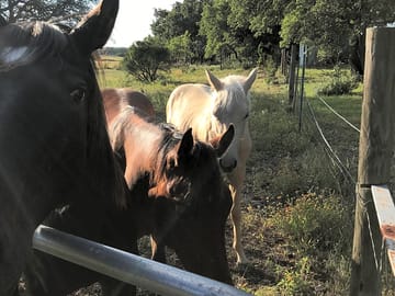 Horses on the property