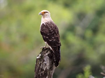 Birdlife in the park