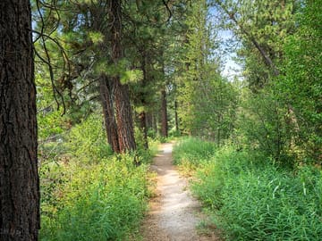 Walking path in the park for guests and dogs