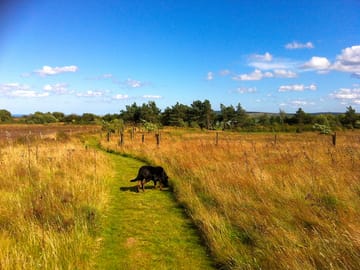 Top field. dog exercise area