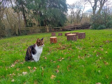 Pub cat in the camping field