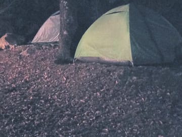 Pitches under ancient oak trees