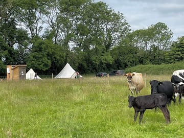 Cows in the next field