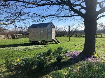Pippin in the spring