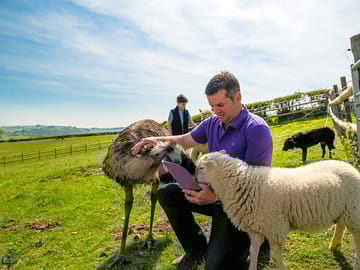 Feeding an emu
