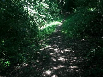 Woodland