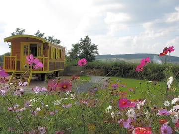 Wildflowers around the site