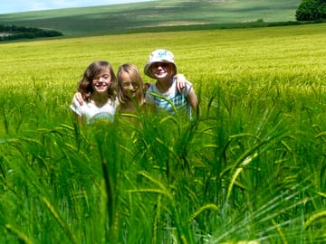 in the fields of barley